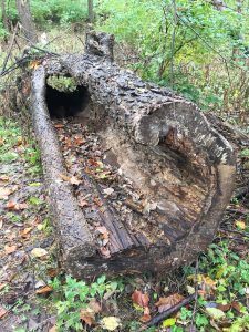 A rotted log.